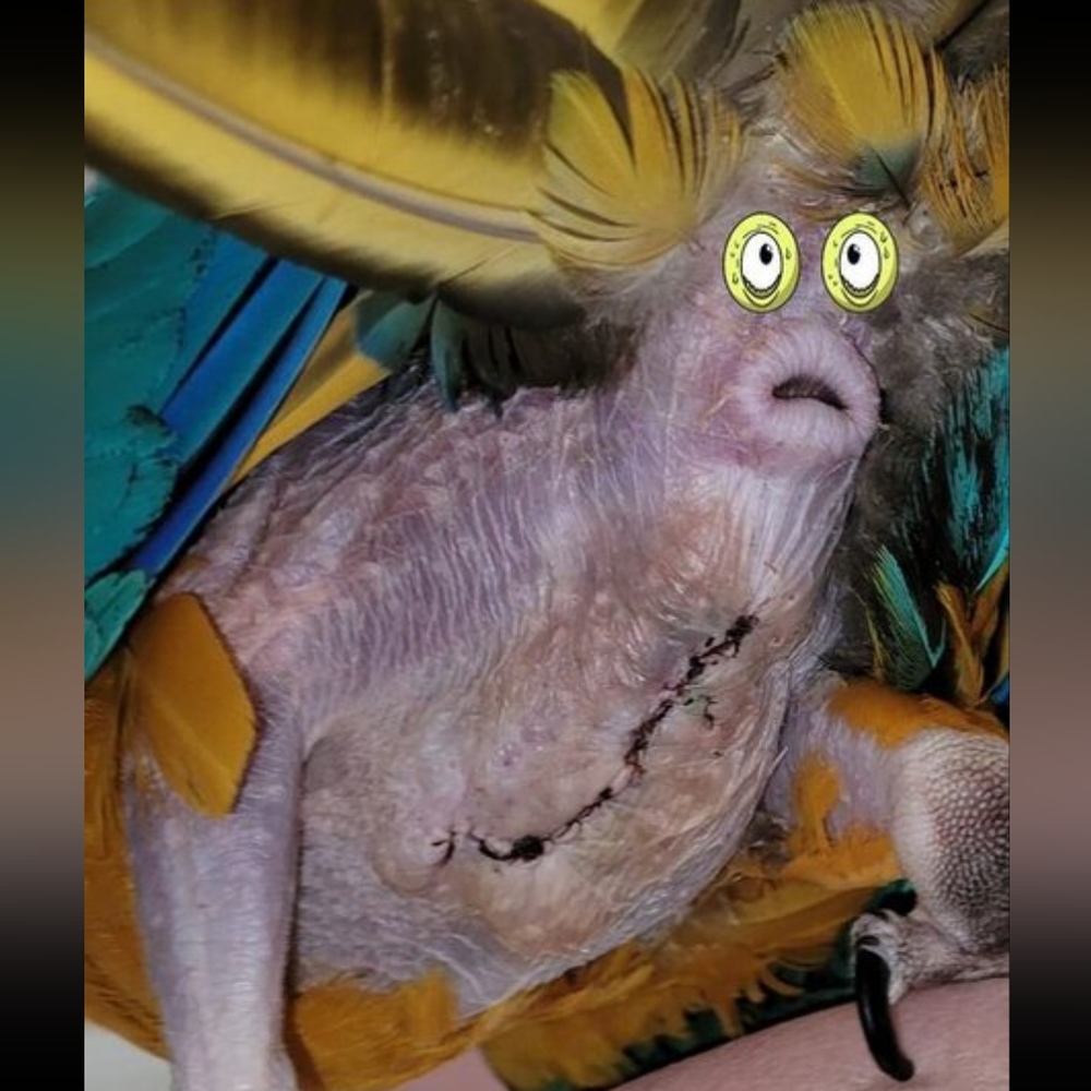 Miracle Max Feathers